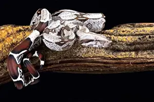 Red Tailed Prints: Boa constrictor (Boa constrictor constrictor) Suriname locality