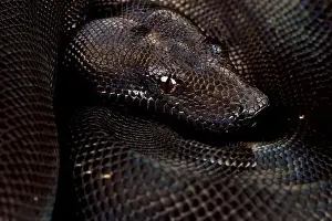 Constrictor Prints: Boa imperator Black, increased melanism gene (Boa imperator)