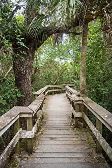 Water Views Prints: A Boardwalk at Everglades National Park, Florida, United States