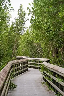 Water Views Prints: A Boardwalk at Everglades National Park, Florida, United States
