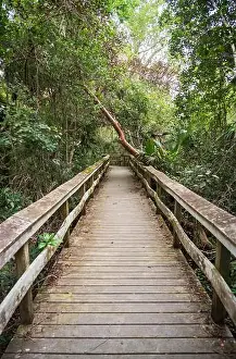 Water Views Prints: A Boardwalk at Everglades National Park, Florida, United States