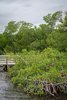 Water Views Prints: A Boardwalk at Everglades National Park, Florida, United States