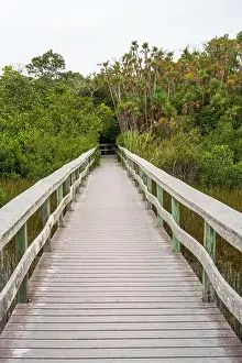 Water Views Prints: A Boardwalk at Everglades National Park, Florida, United States