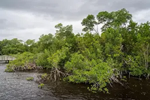 Water Views Prints: A Boardwalk at Everglades National Park, Florida, United States