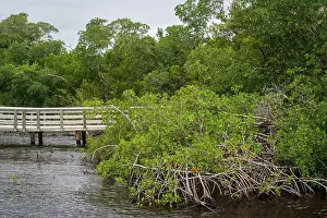Water Views Prints: A Boardwalk at Everglades National Park, Florida, United States