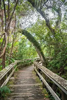 Water Views Prints: A Boardwalk at Everglades National Park, Florida, United States