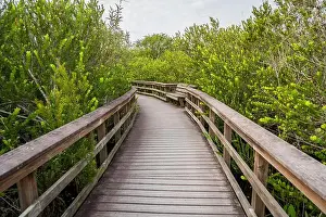 Mangroves Prints: A Boardwalk at Everglades National Park, Florida, United States