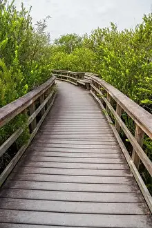 Mangroves Prints: A Boardwalk at Everglades National Park, Florida, United States