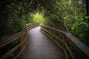 Mangroves Prints: A Boardwalk at Everglades National Park, Florida, United States