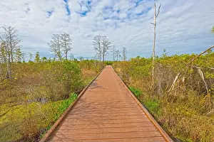 Ecotravel Prints: Boardwalk Through a Swamp on a Sunny Day in the Okefenokee National Wildlife Refuge in Georgia