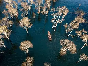Dry Trees Prints: A boat travels on a deserted lake among the dry trees in the morning on a winter day