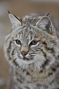 Searching Prints: Bobcat (Lynx rufus) in snow, near Bozeman