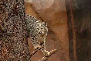 Wildcat Prints: A Bobcat in a tree