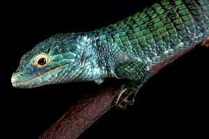 Alligator Lizard Prints: Bocourt's arboreal alligator lizard (Abronia vasconcelosii)