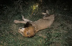Territorial Prints: The body of a dead male lion killed during a territorial fight Buffelshoek