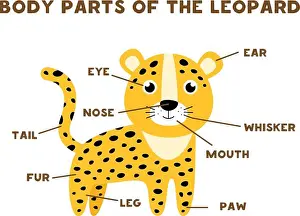 Workbook Prints: Body parts of the cute leopard. Animals anatomy in English for kids. Learning words