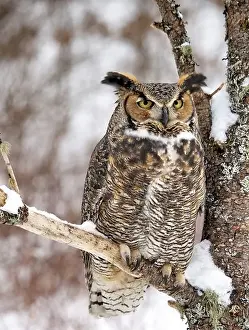 Birch Tree Prints: Full body shot of a Great Horned Owl perched in a snow covered tree