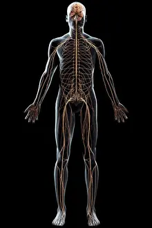 Peripheral Prints: Full body view of the male nervous system and brain