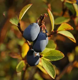 Dietary Prints: Bog Bilberry or Northern Bilberry. Green background. Vaccinium uliginosum