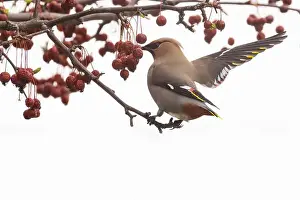 Vilnius Prints: Bohemian waxwing (Bombycilla garrulus)