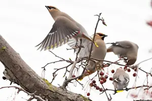 Vilnius Prints: Bohemian waxwing (Bombycilla garrulus)