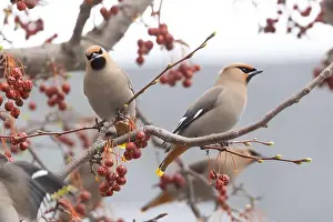 Vilnius Prints: Bohemian waxwing (Bombycilla garrulus)