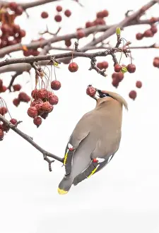 Vilnius Prints: Bohemian waxwing (Bombycilla garrulus)