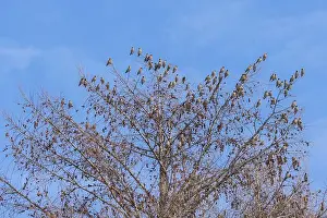 Bohemian Prints: Bohemian waxwing (Bombycilla garrulus)