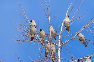 Bohemian Prints: Bohemian waxwing (Bombycilla garrulus)
