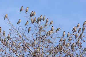 Bohemian Prints: Bohemian waxwing (Bombycilla garrulus)
