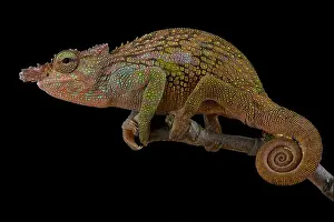 Chamaeleo Prints: Böhme's Two-horned Chameleon, Kinyongia boehmei