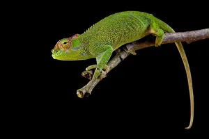 Chamaeleo Prints: Böhme's Two-horned Chameleon, Kinyongia boehmei