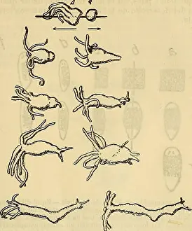 Bookdecade1920 Prints: Boletin de la Sociedad de Biología de Concepción