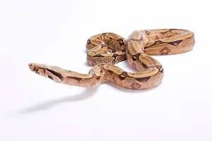 Constrictor Prints: Bolivian boa, Boa constrictor amarali, Bolivia