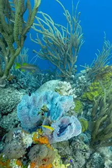 Bonaire's underwater world showcasing vibrant blue sponge amidst delicate coral formations with a Bicolor Damselfish or
