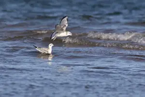 Soar Prints: The Bonaparte's gull (Chroicocephalus philadelphia)