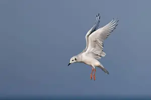 Bonapartes Gull Prints: Bonaparte's Gull hovering in search of food - Lake Huron, Ontario, Canada