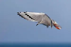 Bonapartes Gull Prints: Bonaparte's Gull hovering in search of food - Lake Huron, Ontario, Canada