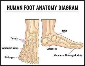 Ankle Prints: Bones of the human foot with the name and description of all sites