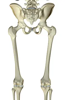 Pelvis Prints: The bones of the lower limb