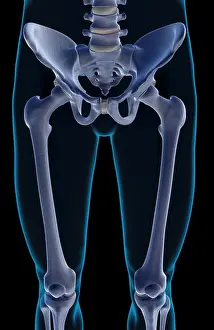 Stylised Prints: The bones of the lower limb