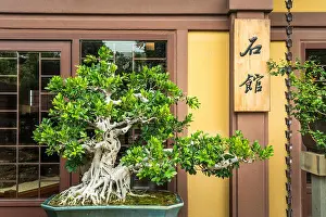 Bonsai Prints: A bonsai garden in the Nan Lian Garden in Diamond Hill, Kowloon, Hong Kong, China, Asia