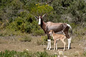 Calf Prints: Bontebok with calf (Damaliscus pygargus pygarus)