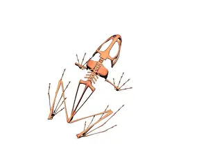 Wetlands Prints: bony skeleton of a sitting frog