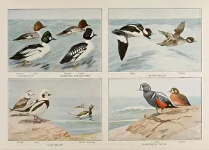 Ducks Prints: The book of birds, Washington, D