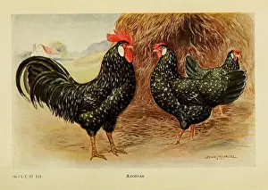 Trio Prints: The book of poultry New York, The Macmillan Company