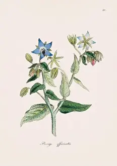 Ferns Prints: Borage. Botanical Illustration: Antique Medical Botanical Artwork from a 19th-century Botany Book Plate
