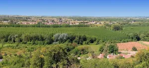 Farms Prints: Bordeaux vineyards in spring