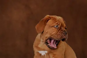 Yawn Prints: Bordeauxdog Puppy
