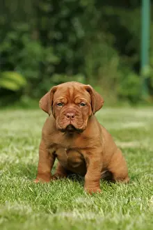 Sits Prints: Bordeauxdog Puppy